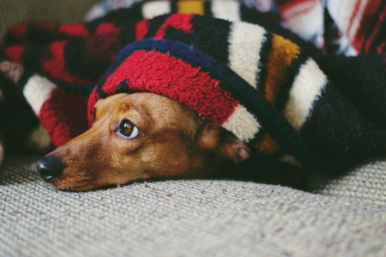 The best electric blankets for beating the winter chill